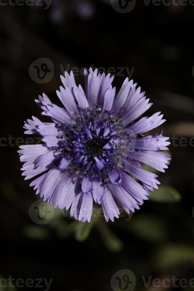 azul selvagem flor Flor fechar acima botânico fundo globularia alypum família plantaginaceae grande Tamanho Alto qualidade instante impressão foto