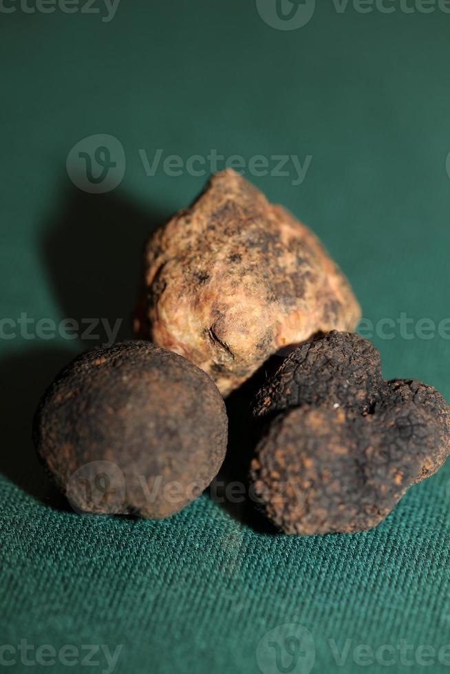 branco e Preto trufas cogumelo fechar acima fundo botânico impressões tubérculo magnatum aestivum família tuberaceae grande Tamanho Alto qualidade cenário foto