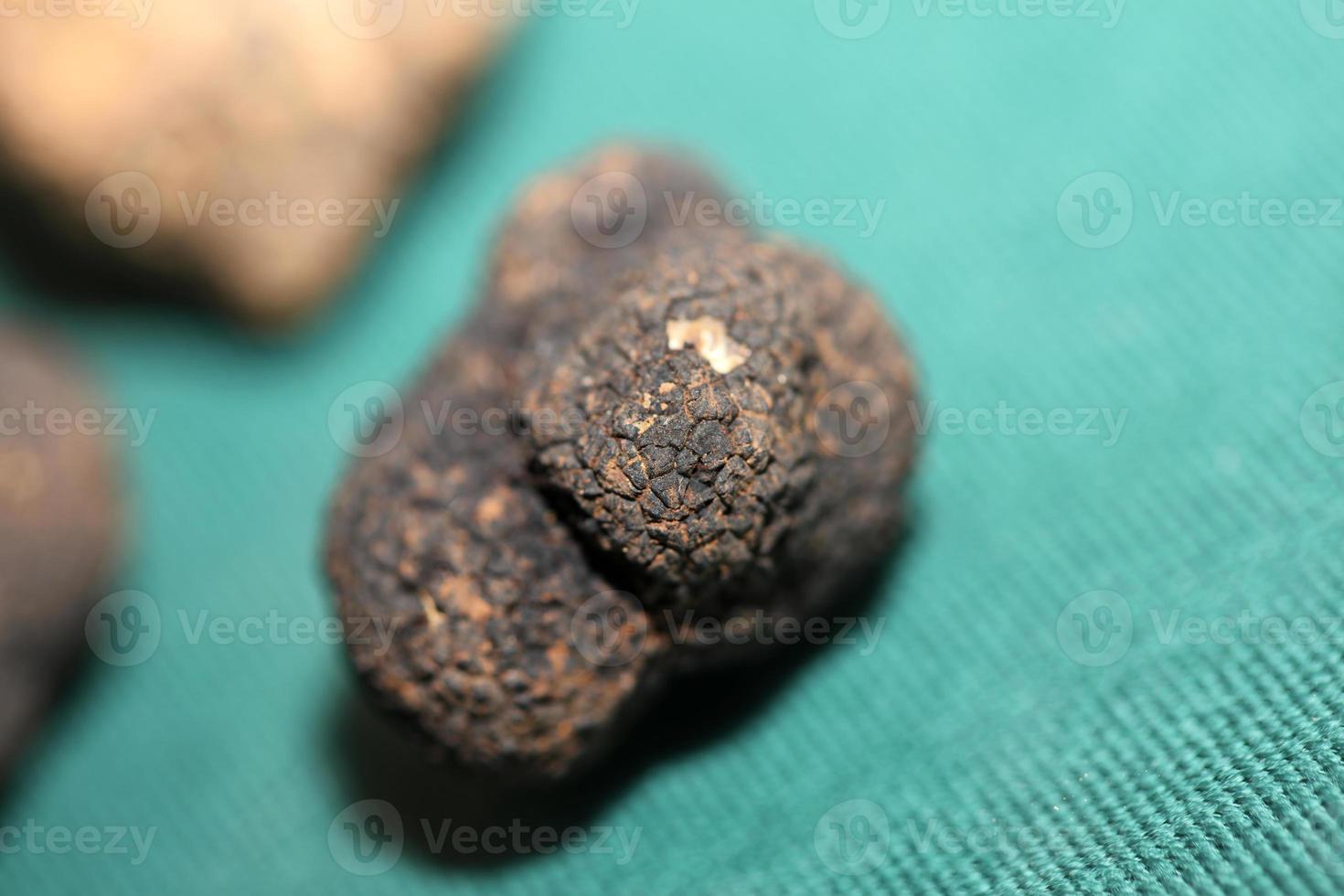 branco e Preto trufas cogumelo fechar acima fundo botânico impressões tubérculo magnatum aestivum família tuberaceae grande Tamanho Alto qualidade cenário foto