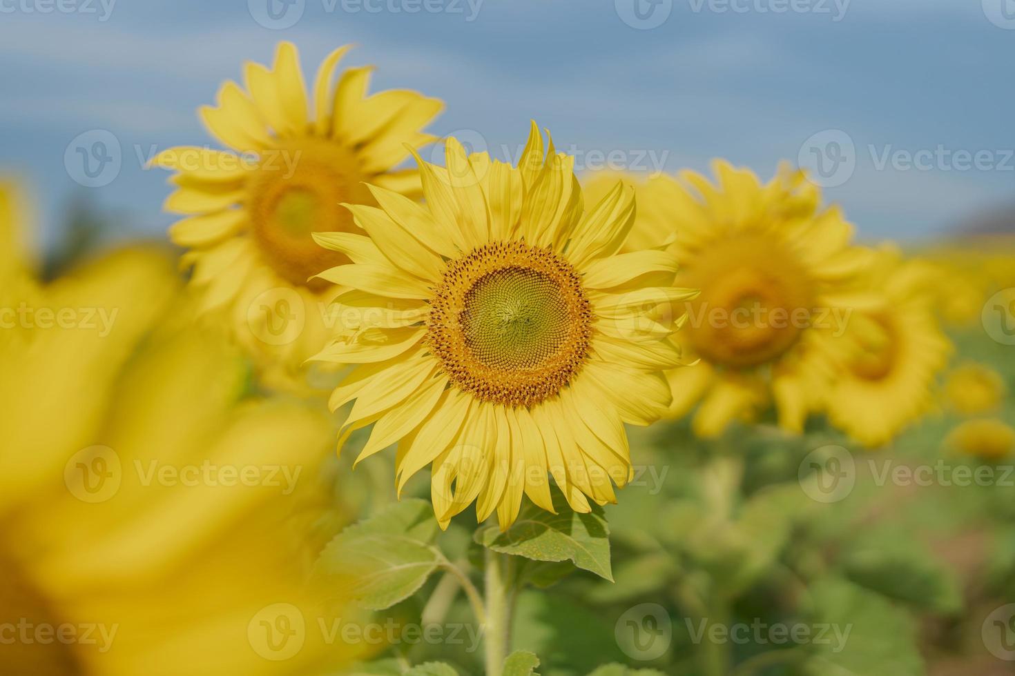 lindo girassol dentro uma campo às manhã Tempo foto