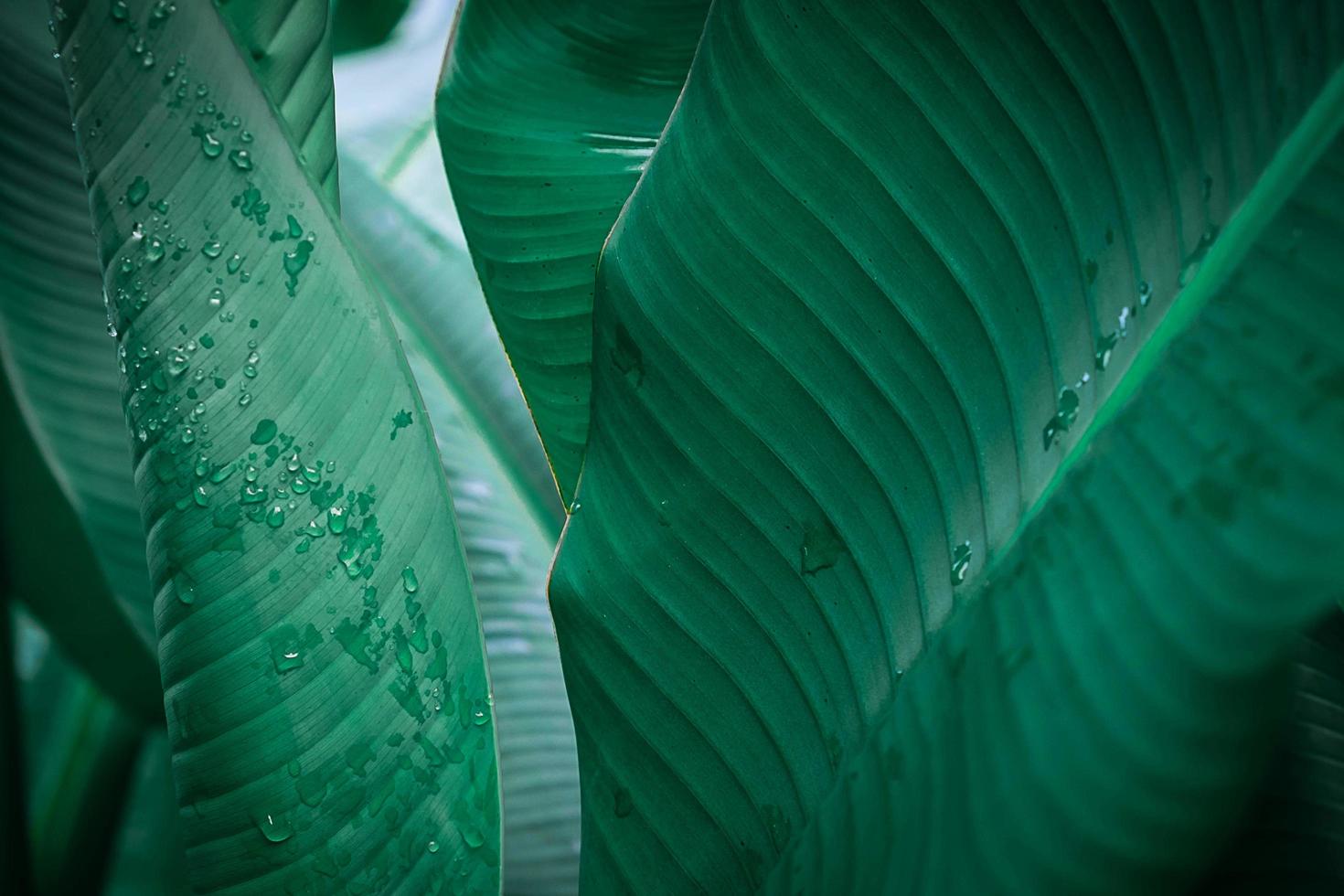 close-up de folha de bananeira com gotas de água foto