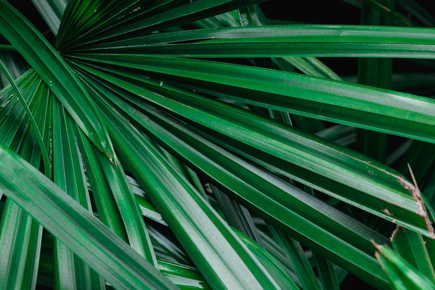 folhas de palmeira verde foto