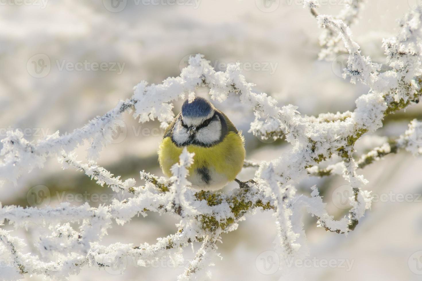 azul tit senta em Nevado galhos dentro frio inverno Tempo foto