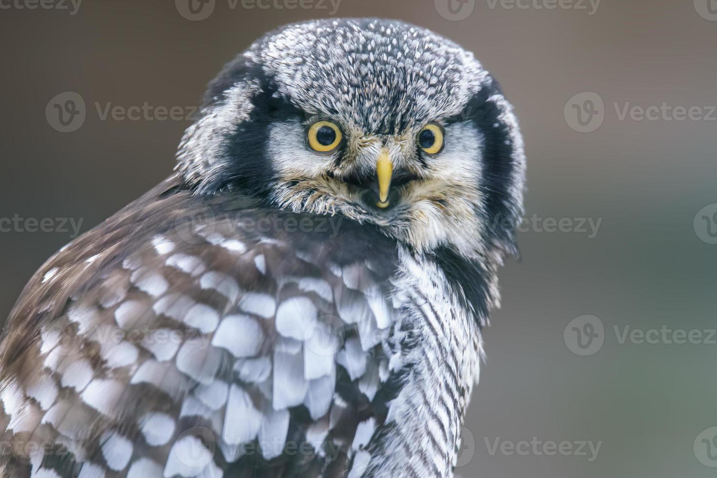 Falcão coruja mantém a olho Fora para presa dentro uma floresta foto