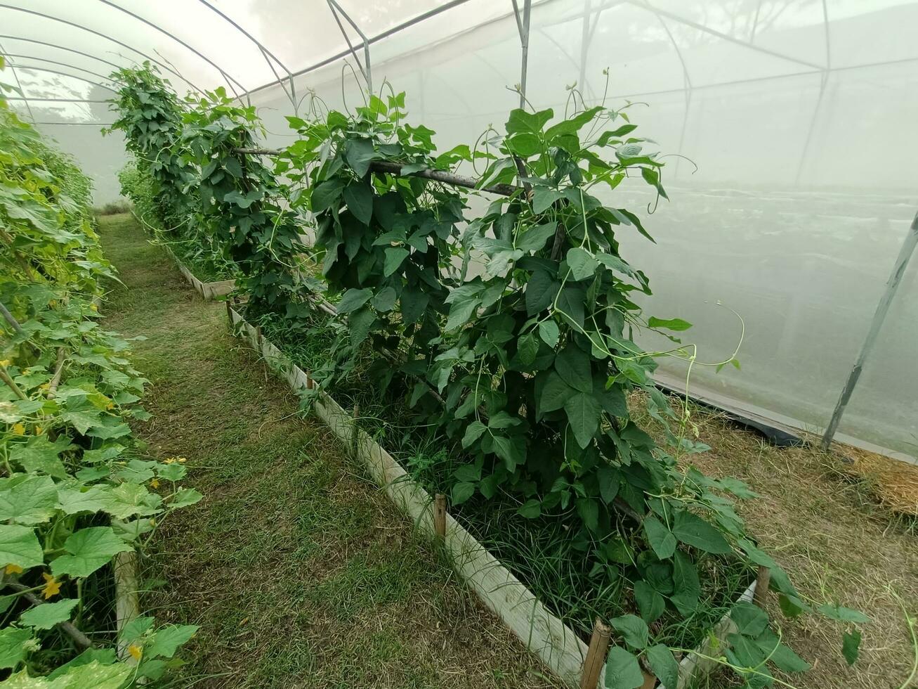 cenário do legumes dentro a berçário foto