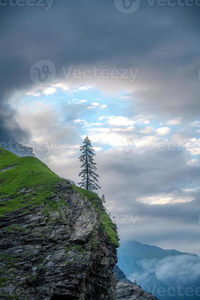uma solitário árvore carrinhos em uma penhasco debaixo nublado céu foto