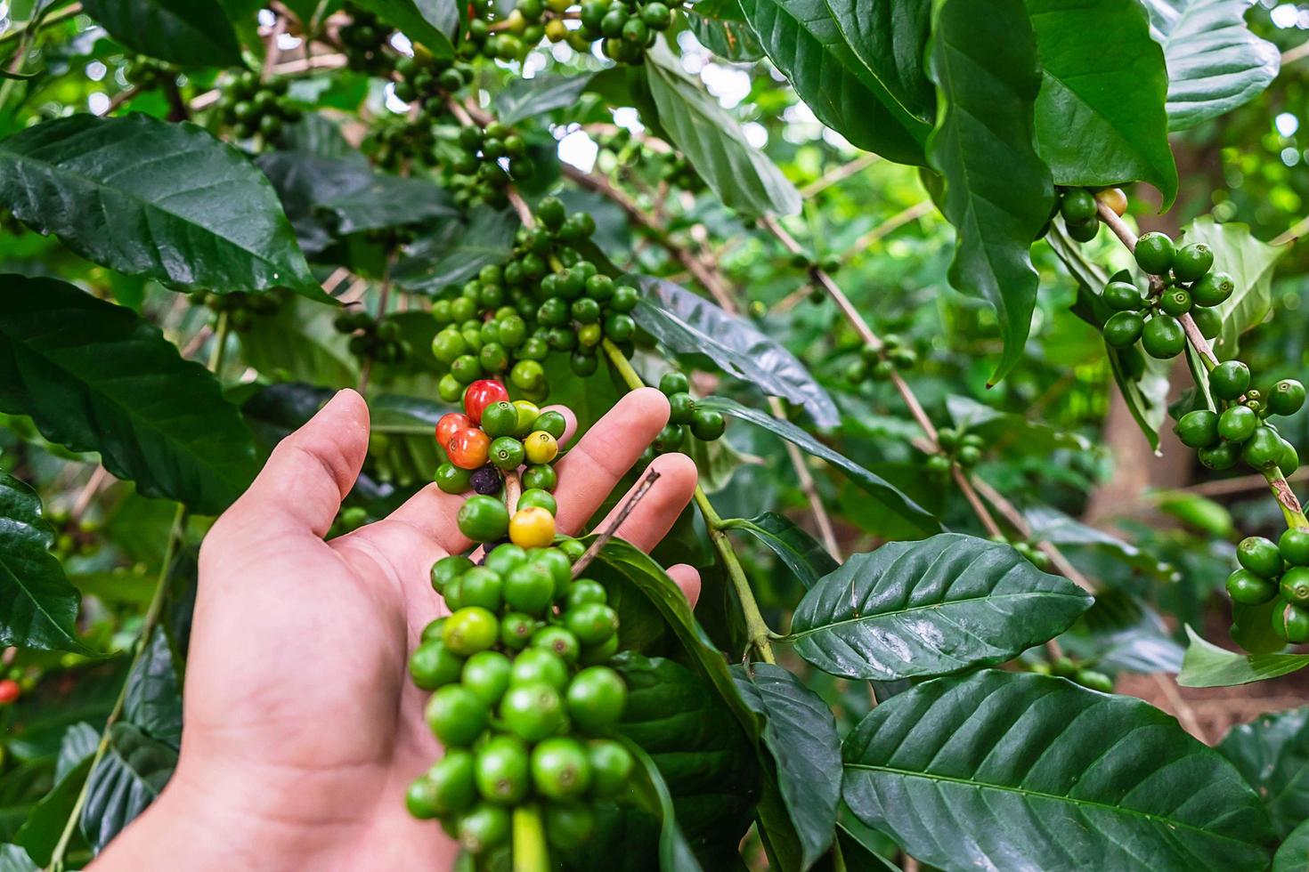 mão segurando um grupo de grãos de café ou cerejas em uma árvore foto