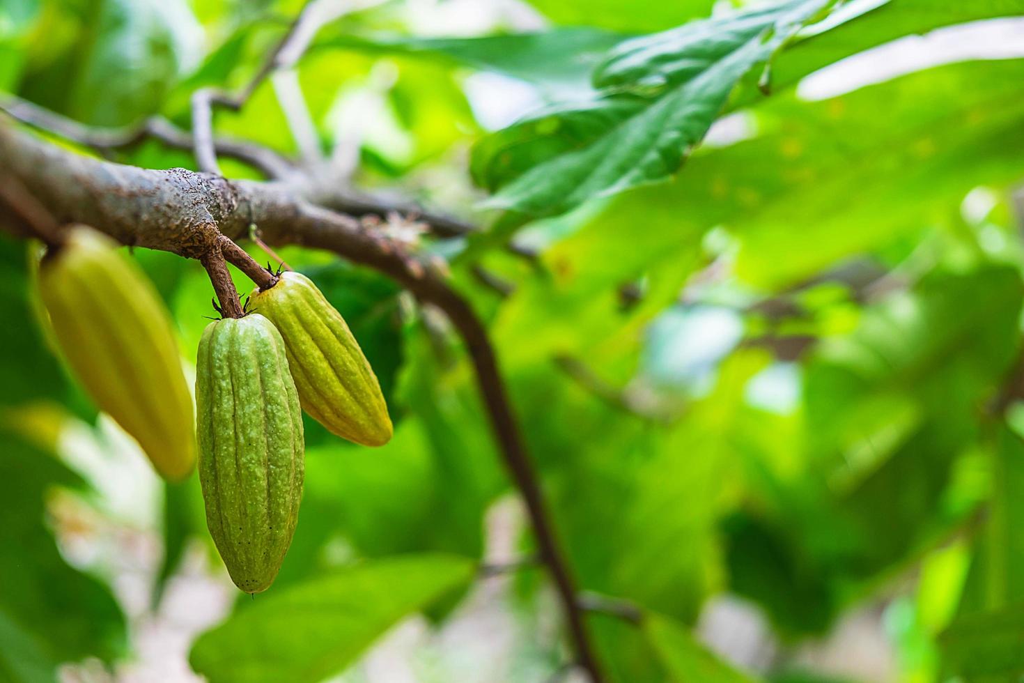 fruto do cacau em um galho de árvore foto