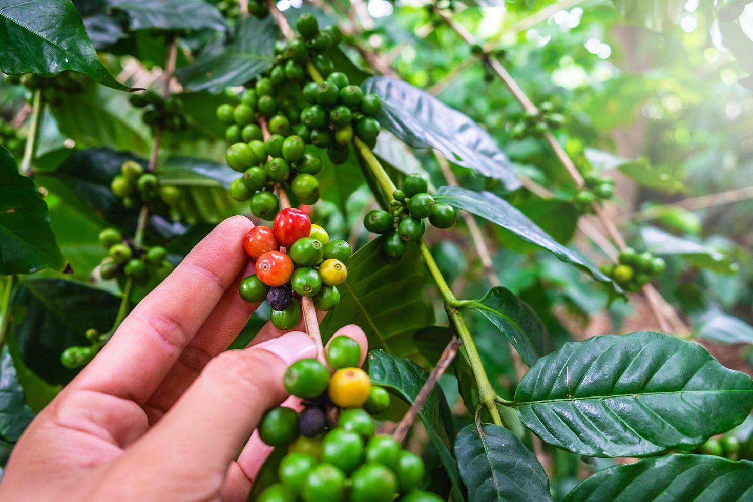 mão segurando um grupo de grãos de café ou cerejas em uma árvore foto