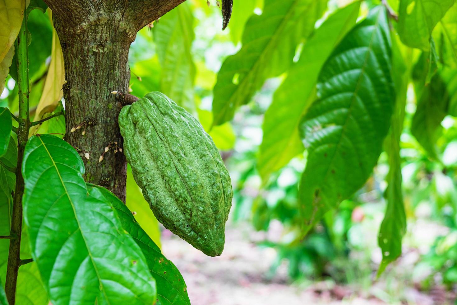 fruto do cacau em um galho de árvore foto