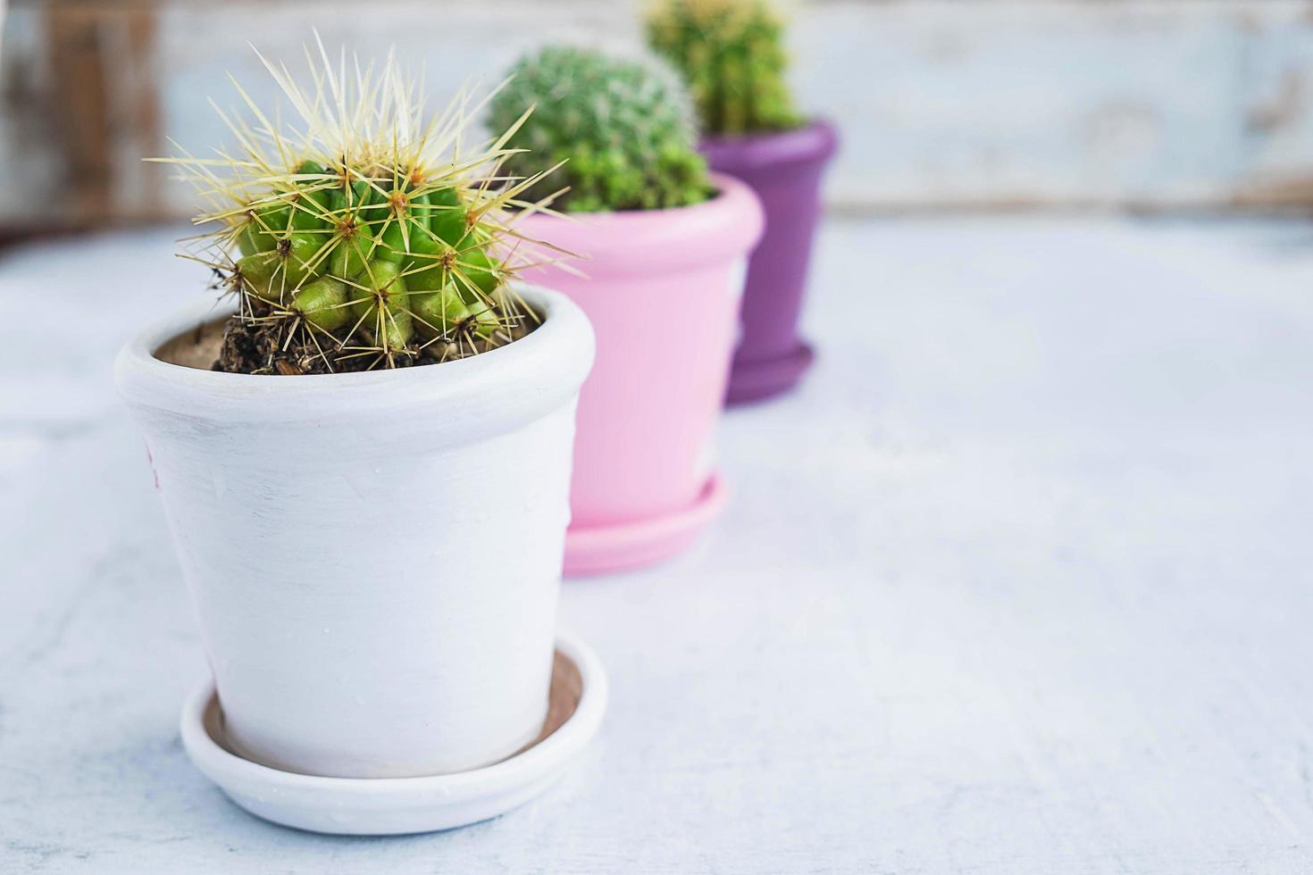 três cactos em vasos sobre uma mesa de madeira foto