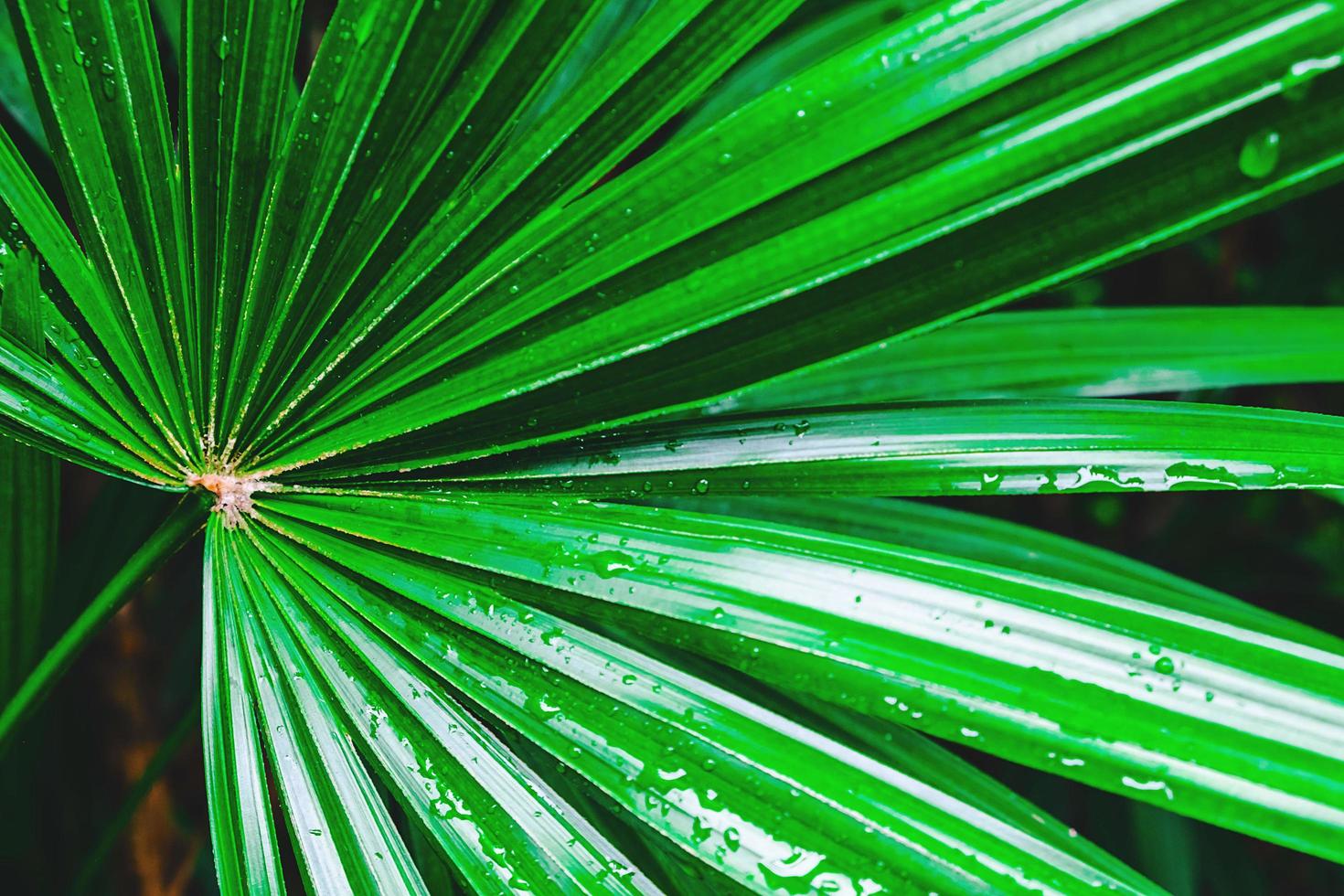 close-up de folhas verdes de palmeira foto