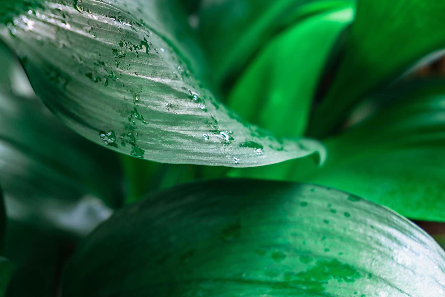 detalhe de folhas verdes foto