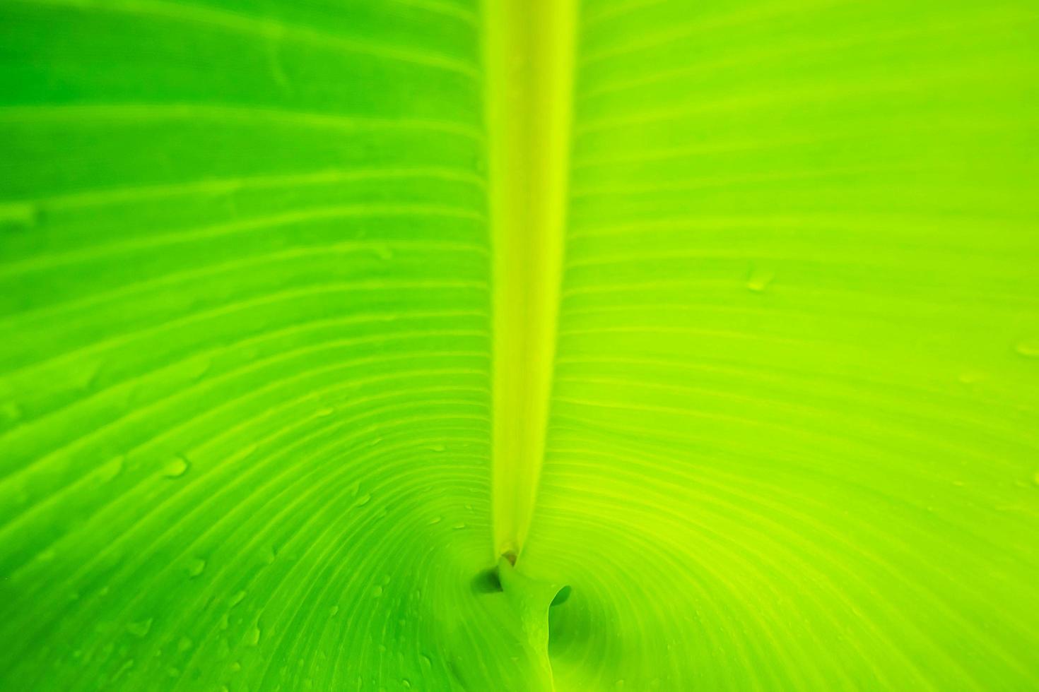 close-up de uma folha de bananeira foto
