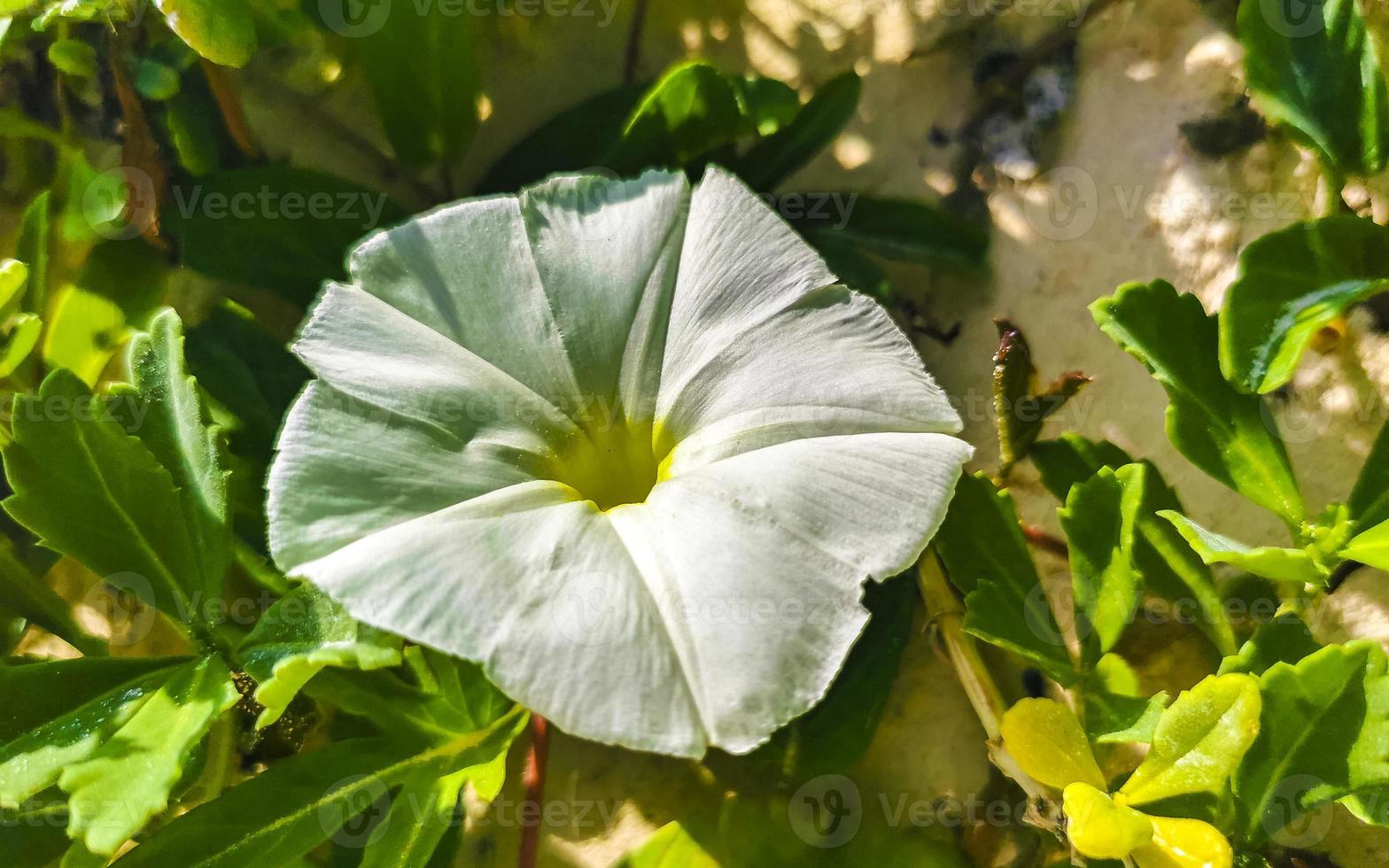 branco amarelo manhã glória cabras pé rastejante de praia flor México. foto