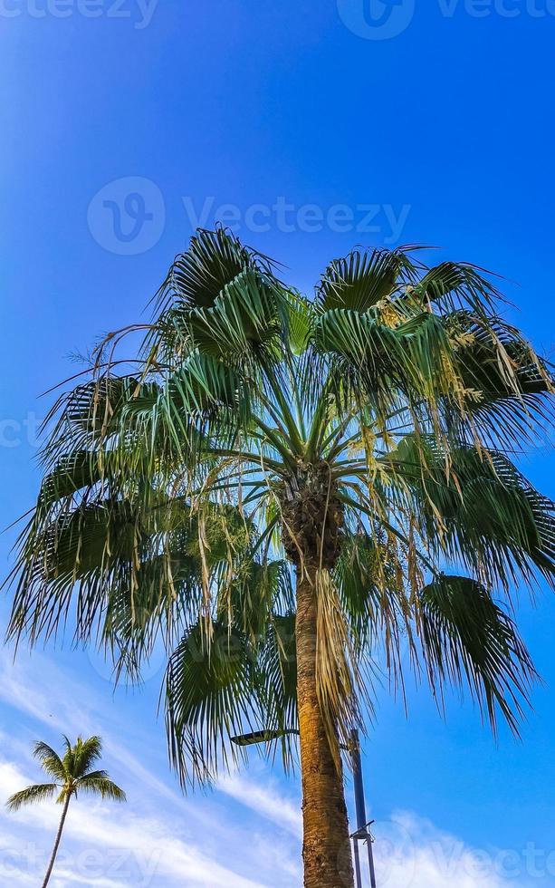 cocos de palmeira natural tropical céu azul no méxico. foto