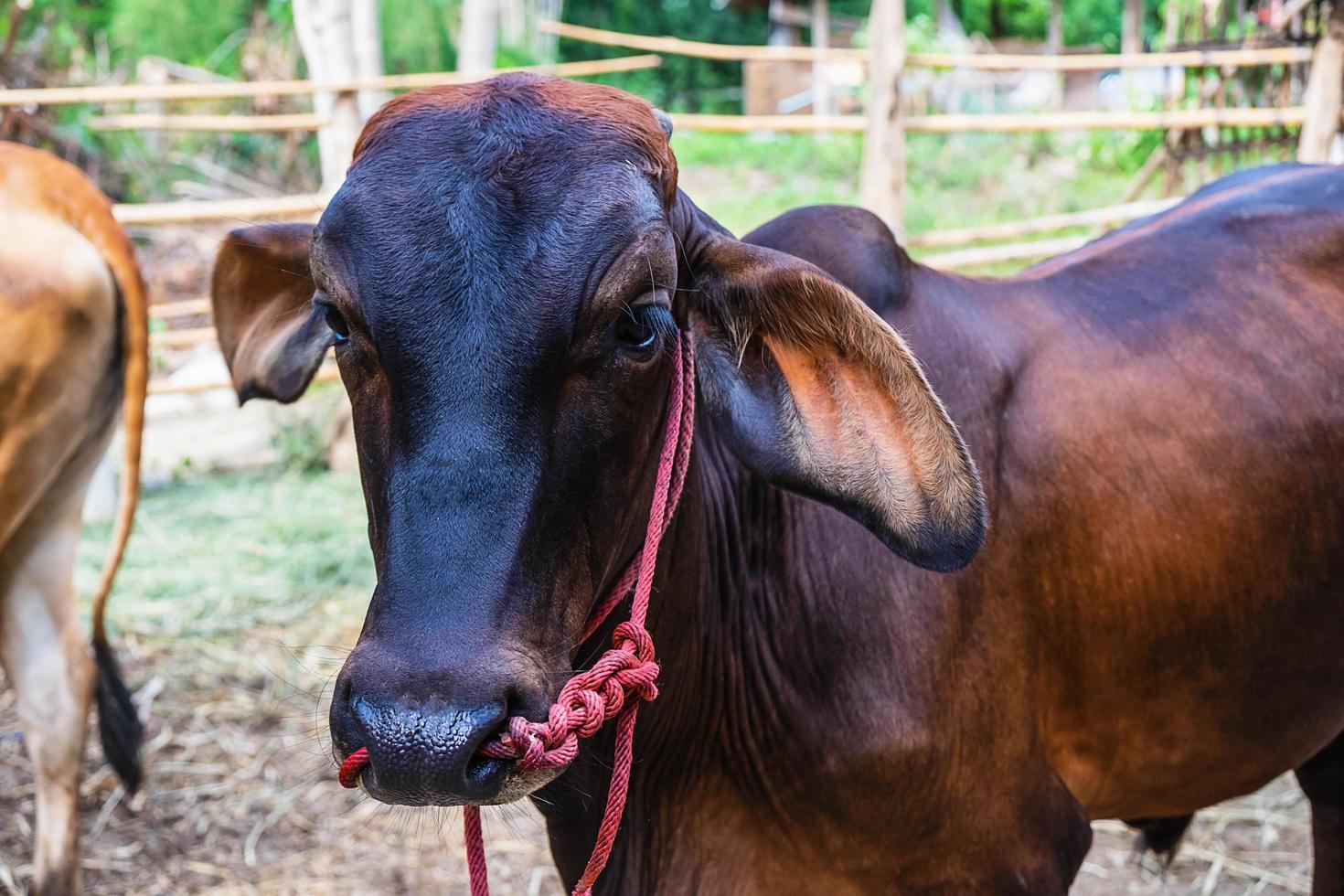 retrato de uma vaca em uma fazenda foto