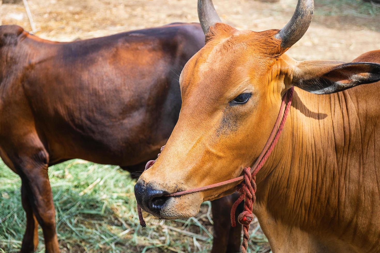 retrato lateral de uma vaca em uma fazenda foto