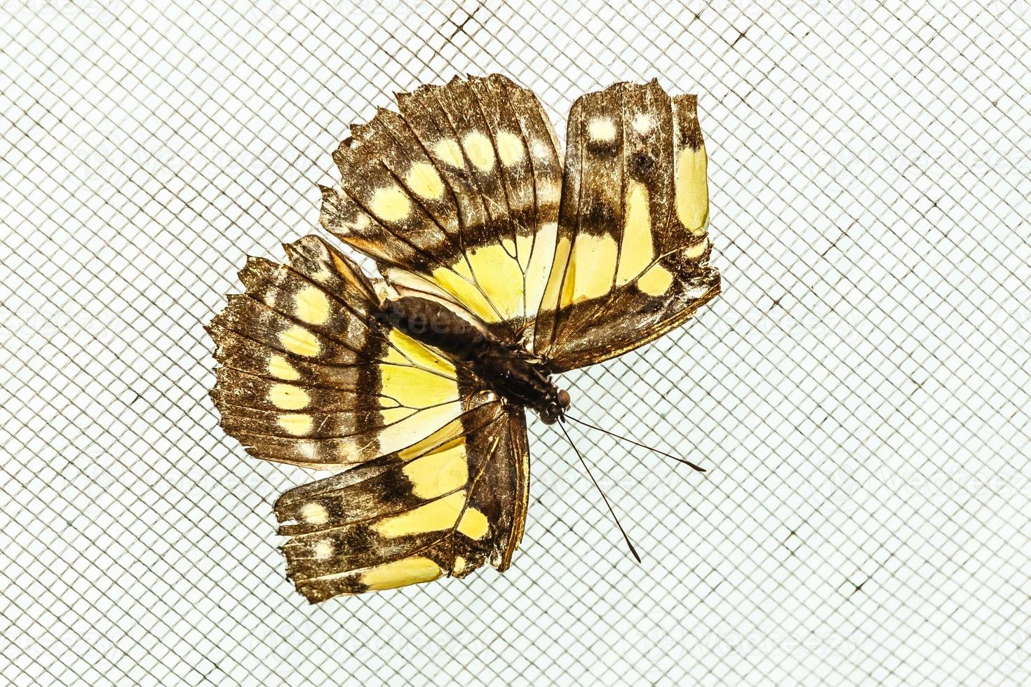 cor borboleta vôo, isolado em branco foto