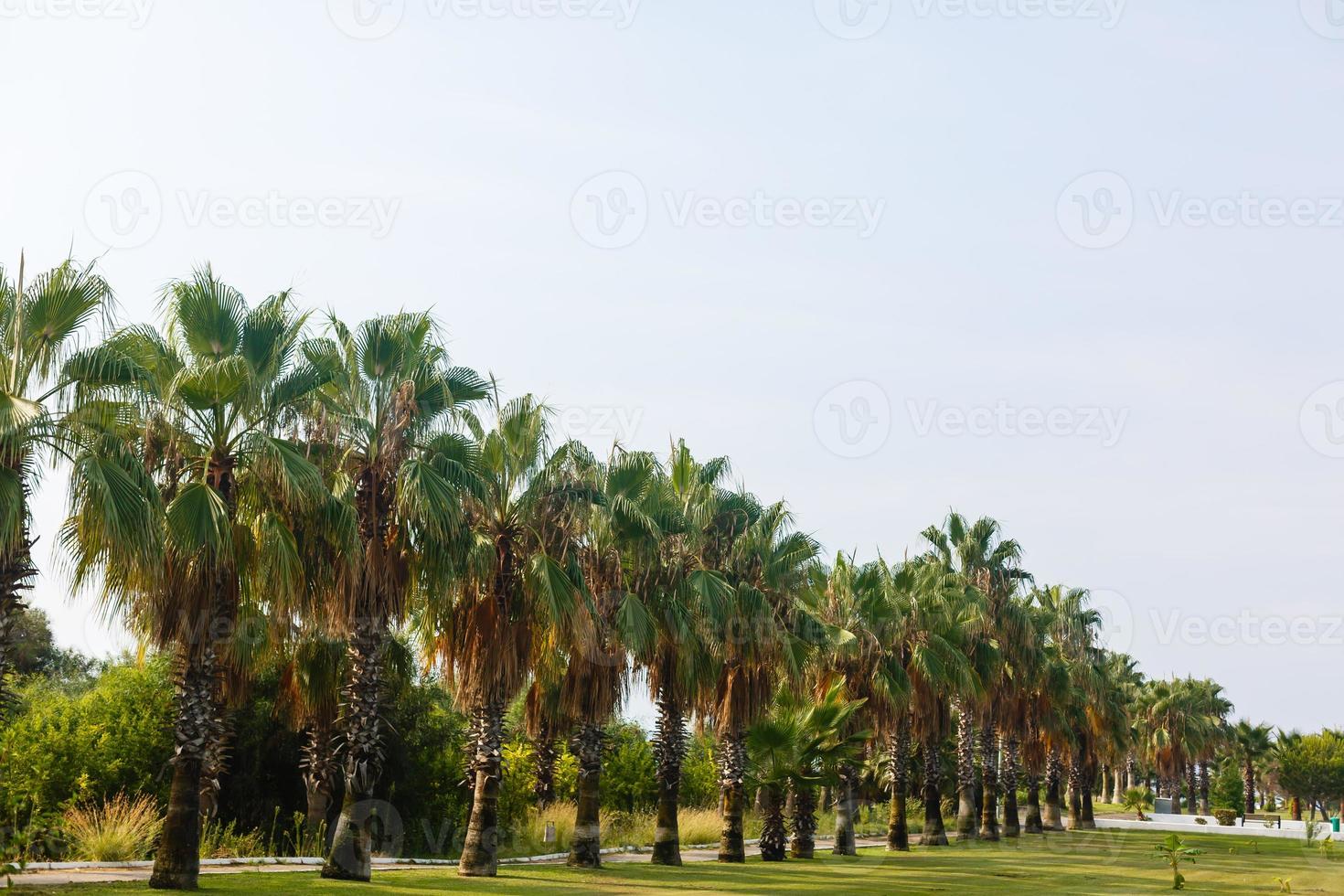 Palma árvores contra azul céu, Palma árvores às tropical costa, vintage tonificado e estilizado, coco árvore, verão árvore, retro foto