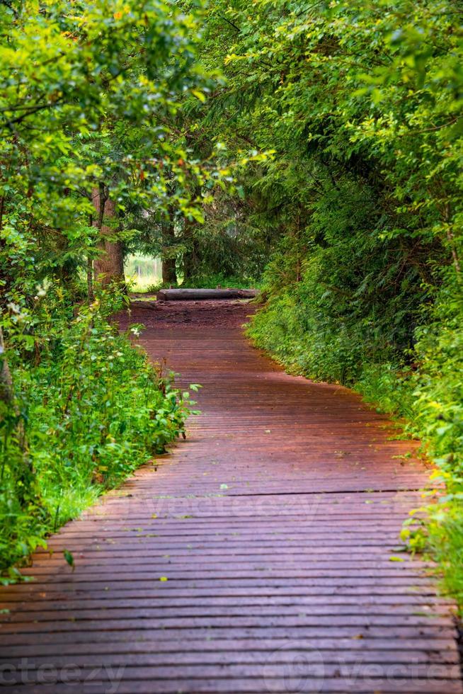 uma madeira caminho este conduz através uma floresta foto