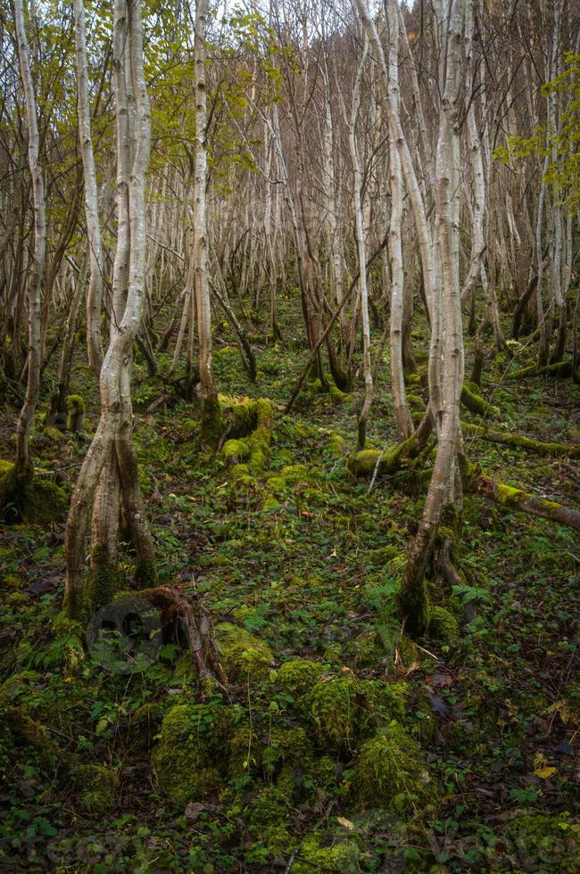 uma floresta com musgo chão e pequeno árvores foto