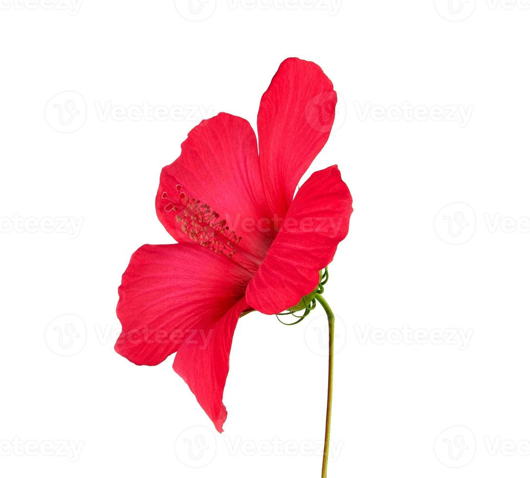 vista lateral de hibisco vermelho florescendo, flor isolada no fundo branco foto