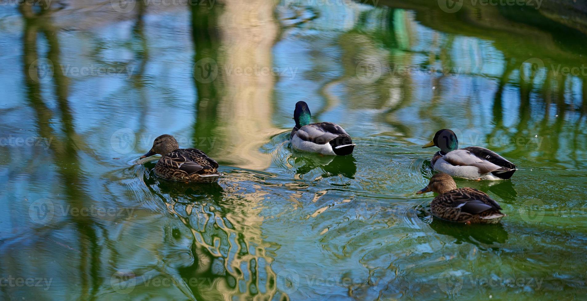 uma rebanho do pato-real patos nada dentro uma lago, Primavera dia foto