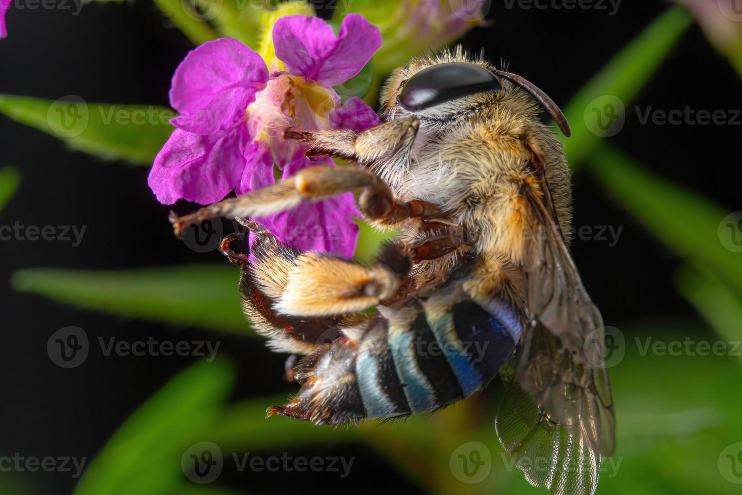 fechar-se azul Unido abelha polinizando em roxa flor foto