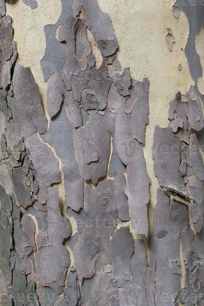 velho pinho árvore latido textura, de madeira fundo. foto