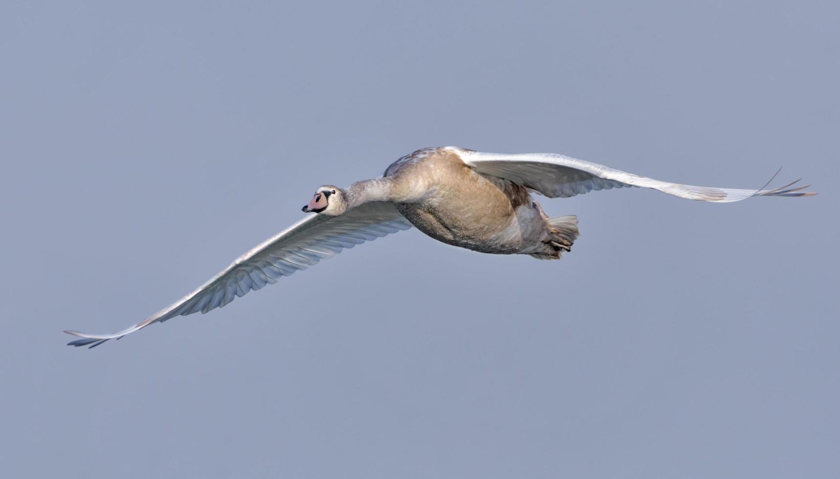 jovem mudo cisne - cygnus olor - dentro entrada voar com esticado asas sobre cinzento céu foto