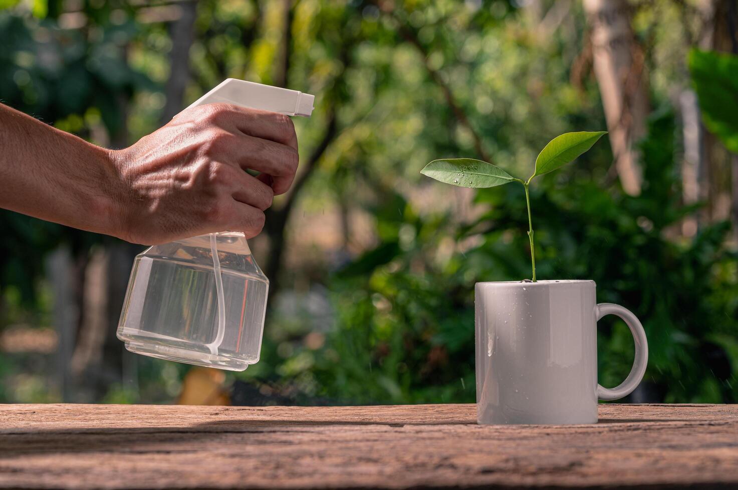 o pulverizador de água de plantas em vasos foto