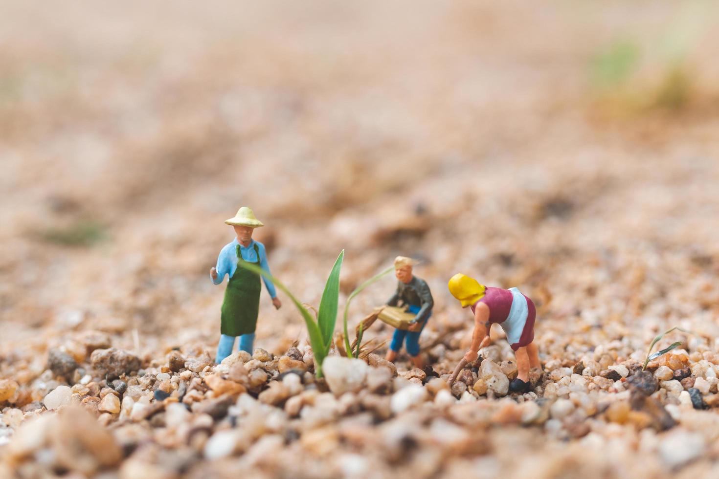 fazendeiros em miniatura trabalhando em um terreno no deserto, conceito de agricultura foto