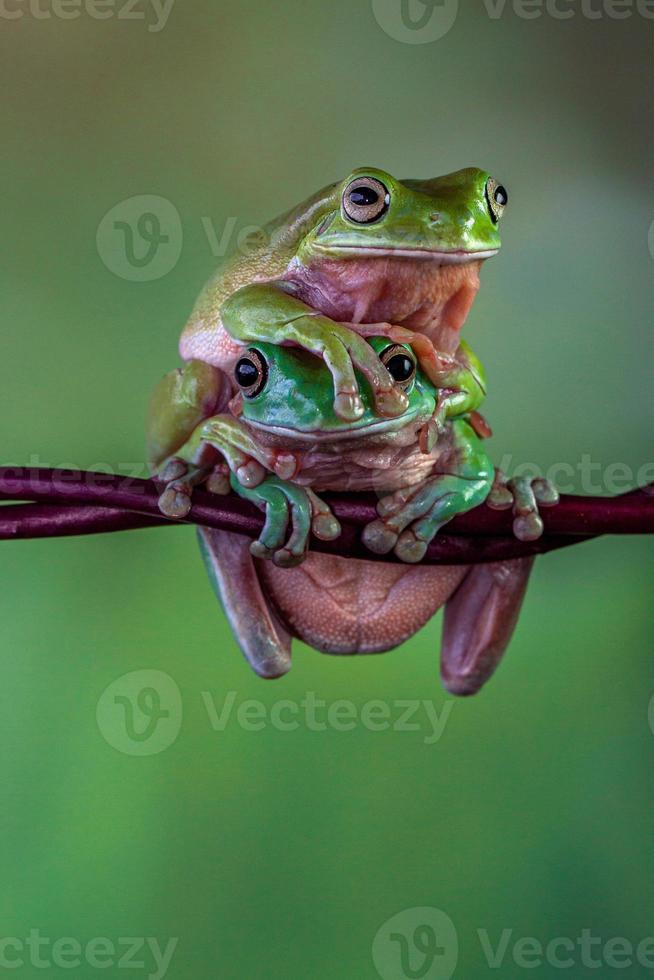 a australiano verde árvore rã ranoidea caerulea, Além disso conhecido Como simplesmente verde árvore rã dentro Austrália, brancos árvore sapo, ou atarracado árvore rã foto