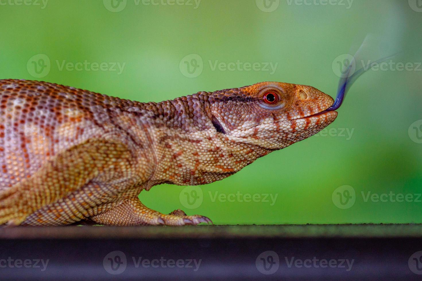 a panana azul língua lizzard foto