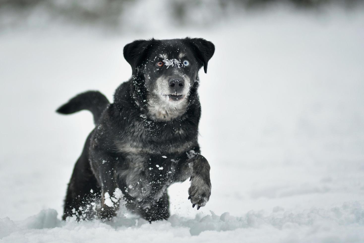 cachorro preto feliz correndo na neve foto