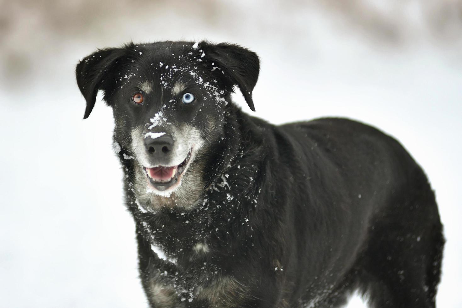 retrato de cachorro preto fofo na neve fresca branca foto