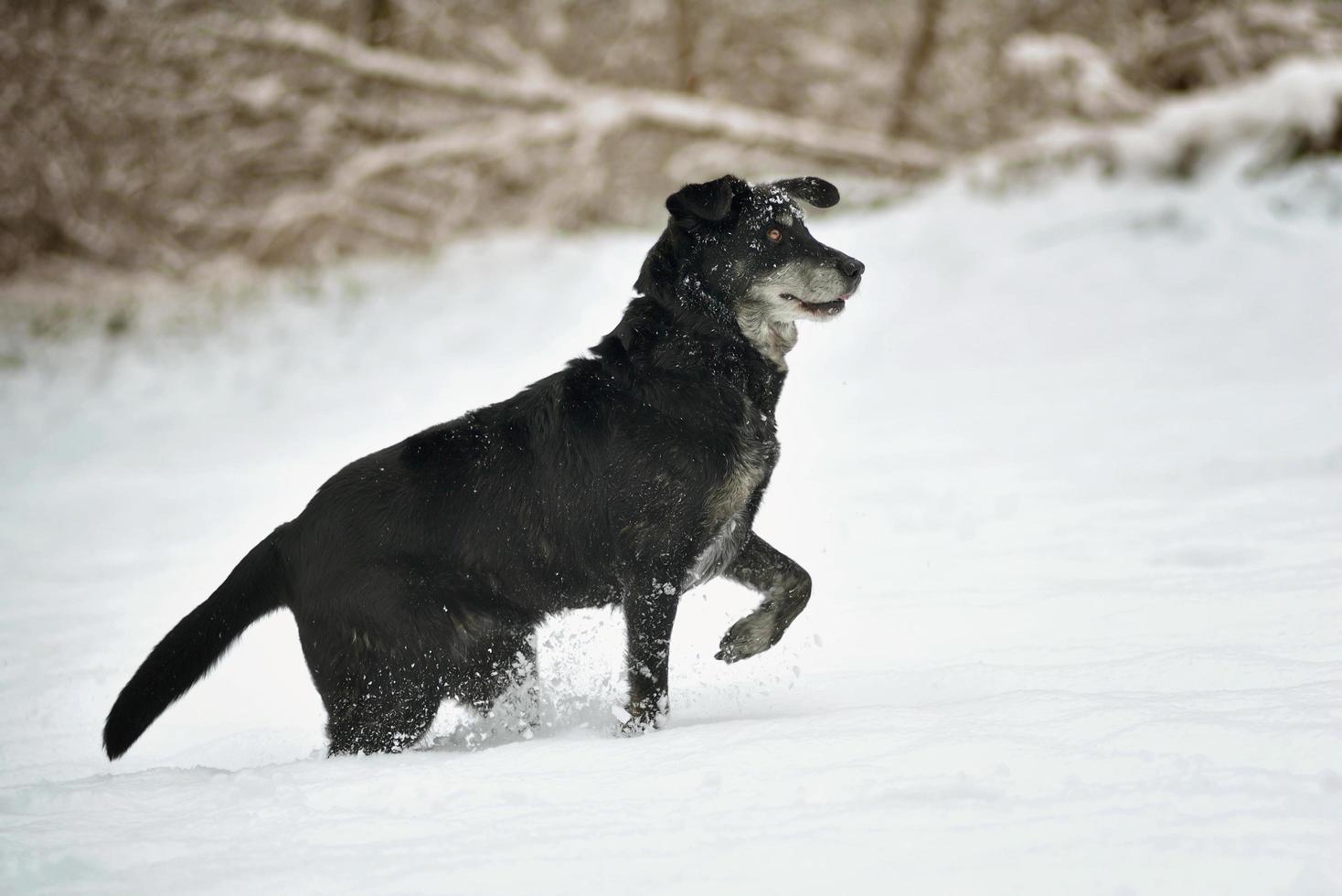 cachorro preto feliz correndo na neve foto