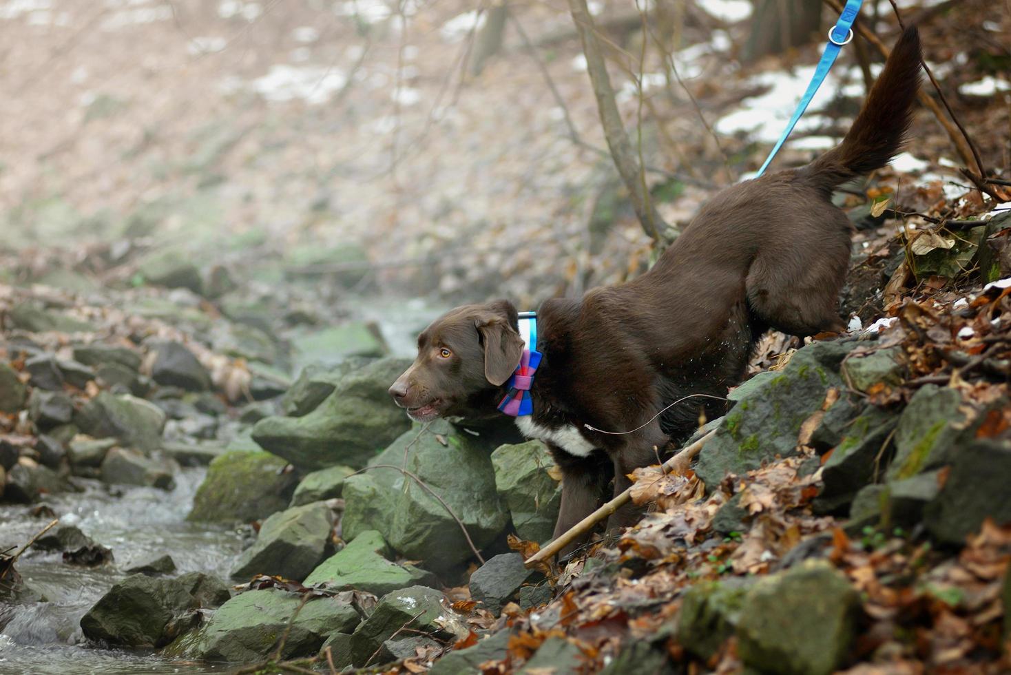 cachorro caminhando na floresta foto