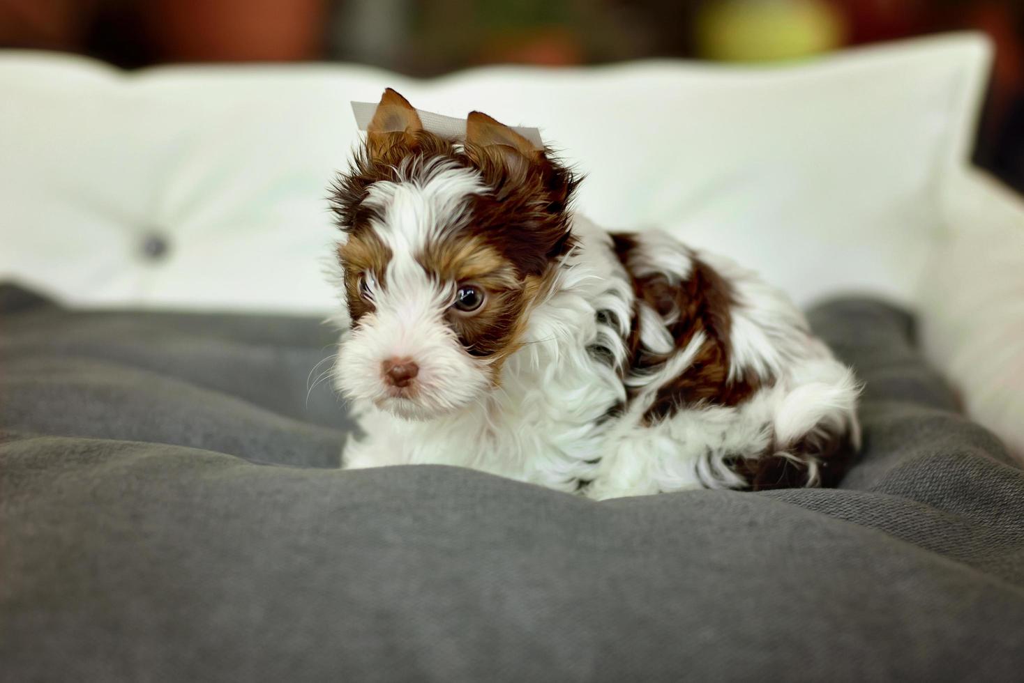 um cachorro yorkshire terrier sentado em uma cadeira bege foto