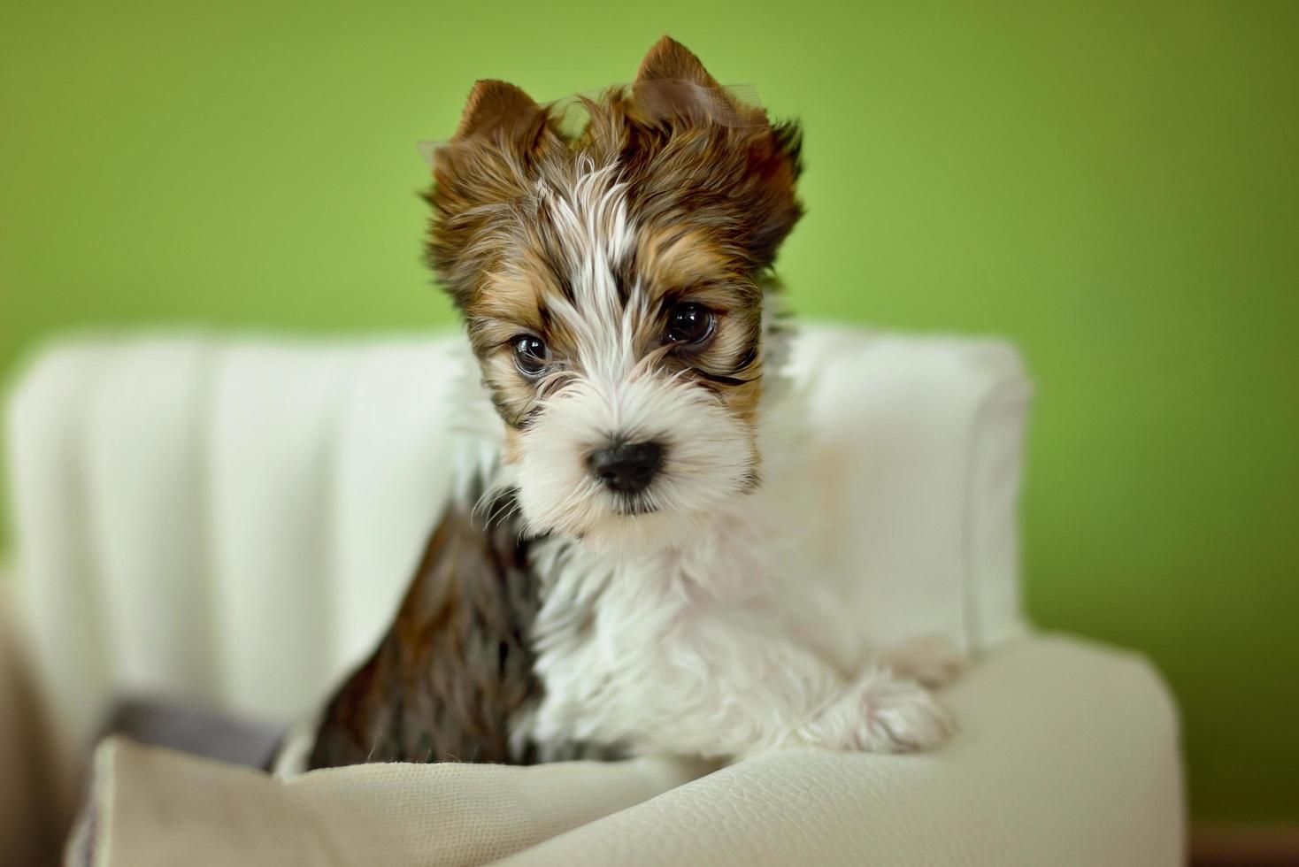 um cachorro yorkshire terrier sentado em uma cadeira bege foto