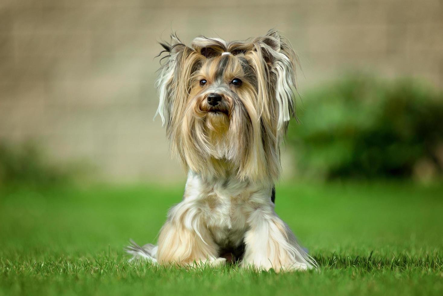 Cabelo comprido do yorkshire terrier correndo em um prado verde no parque foto