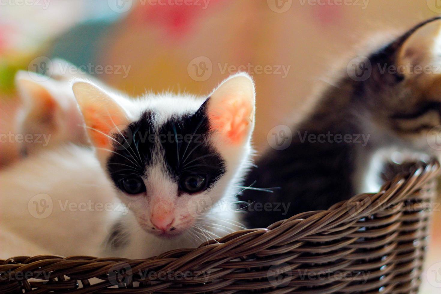 três colori gatinhos dentro uma Castanho vime cesta foto