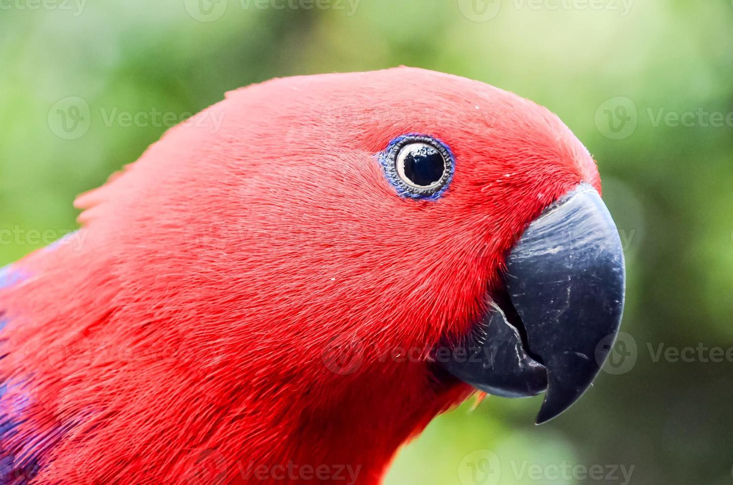 vermelho tropical pássaro foto