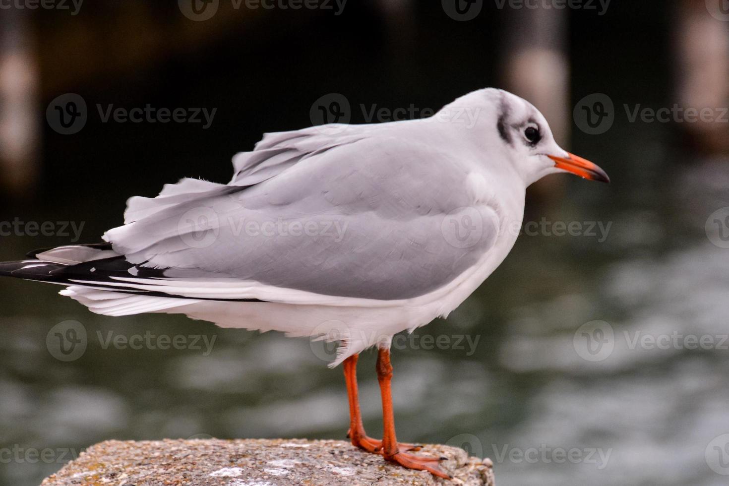 gaivota em a postar foto