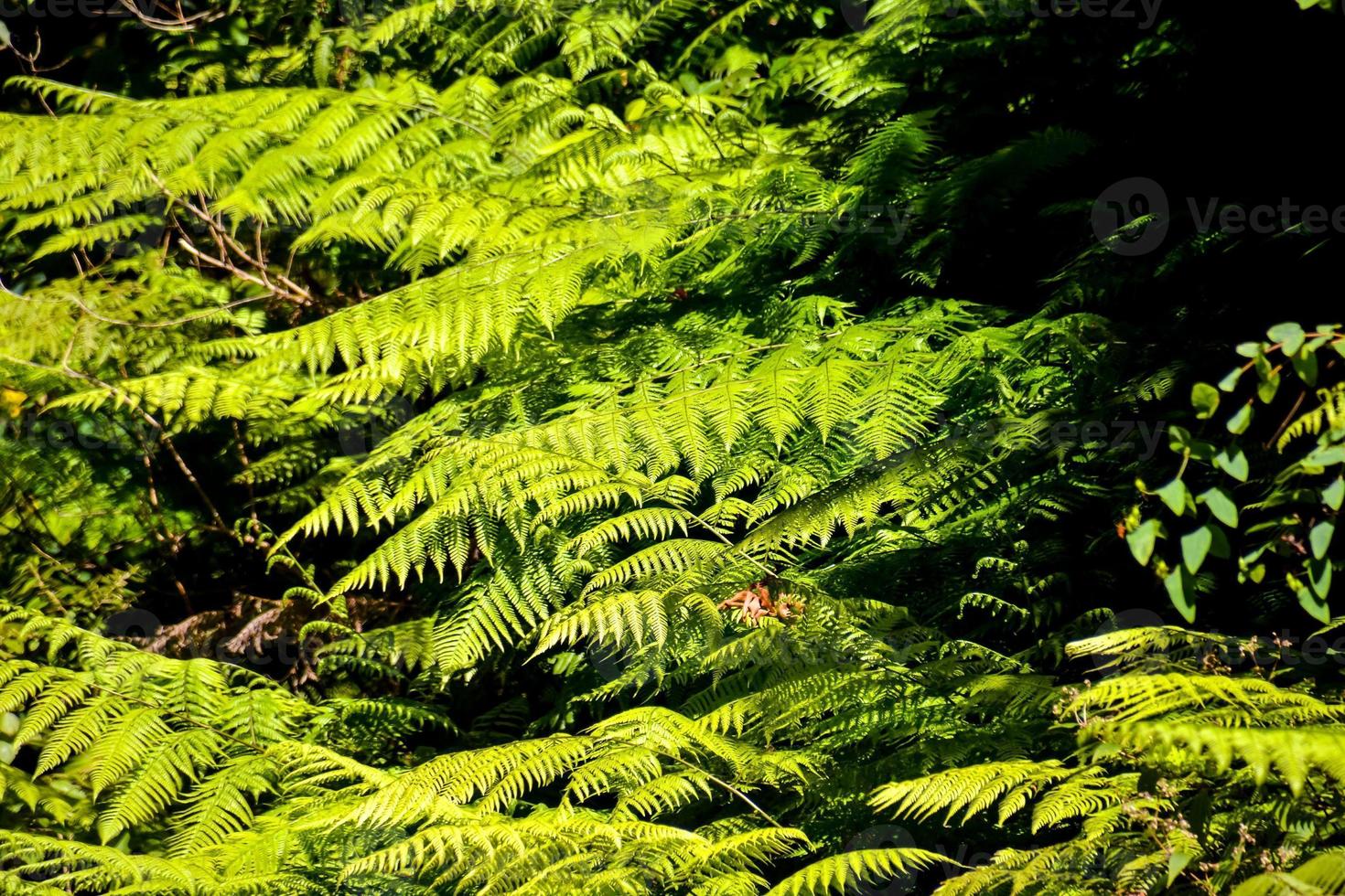 folhas verdes na floresta foto