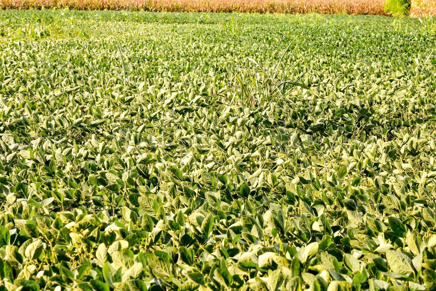 campo do cultivo foto