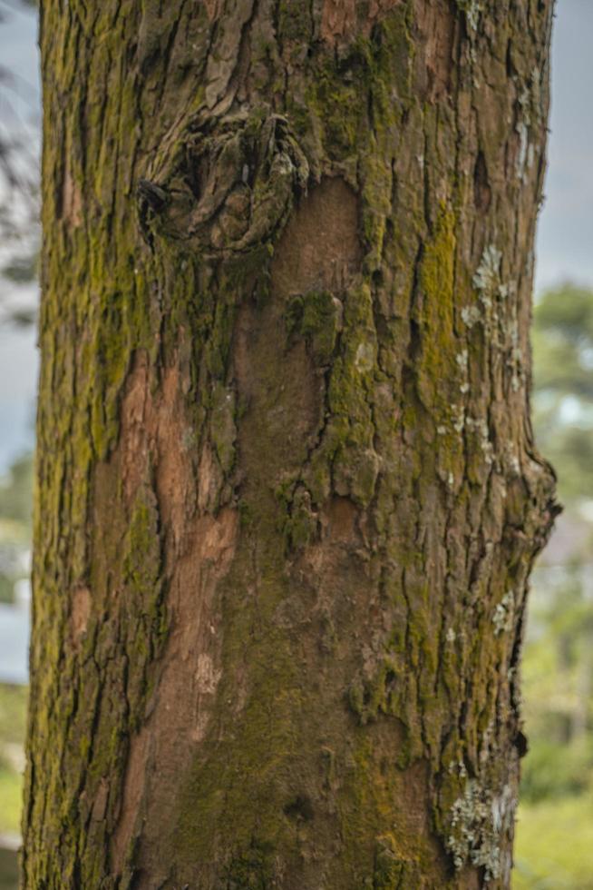 fechar acima foto superfície textura do árvore tronco em quintal, com amarelo musgo. a foto é adequado para usar para botânico fundo, natureza cartazes e natureza conteúdo meios de comunicação.