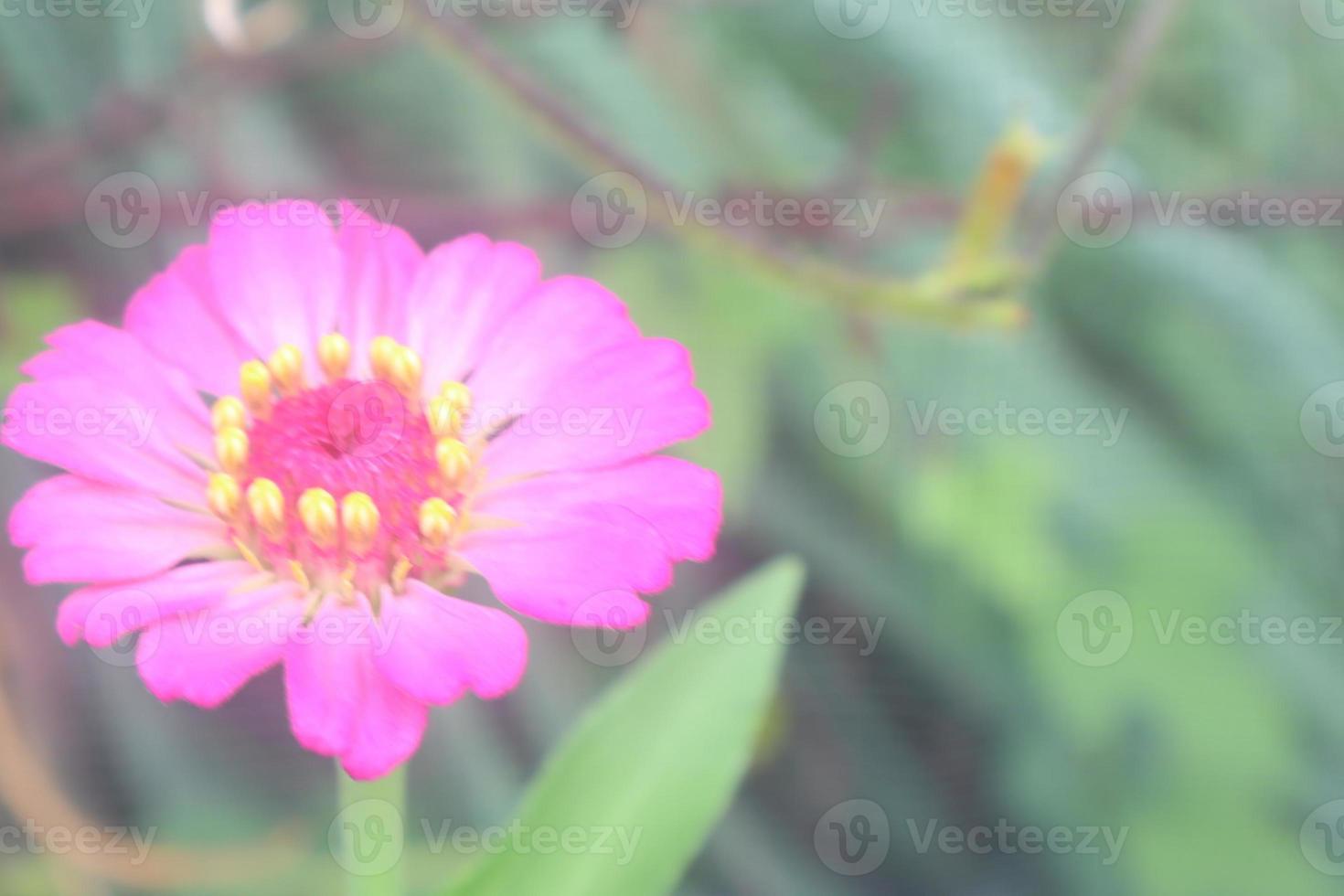 criativo disposição fez do flores e verde folhas. zínia Elegans fechar acima foto durante a dia. natural conceito