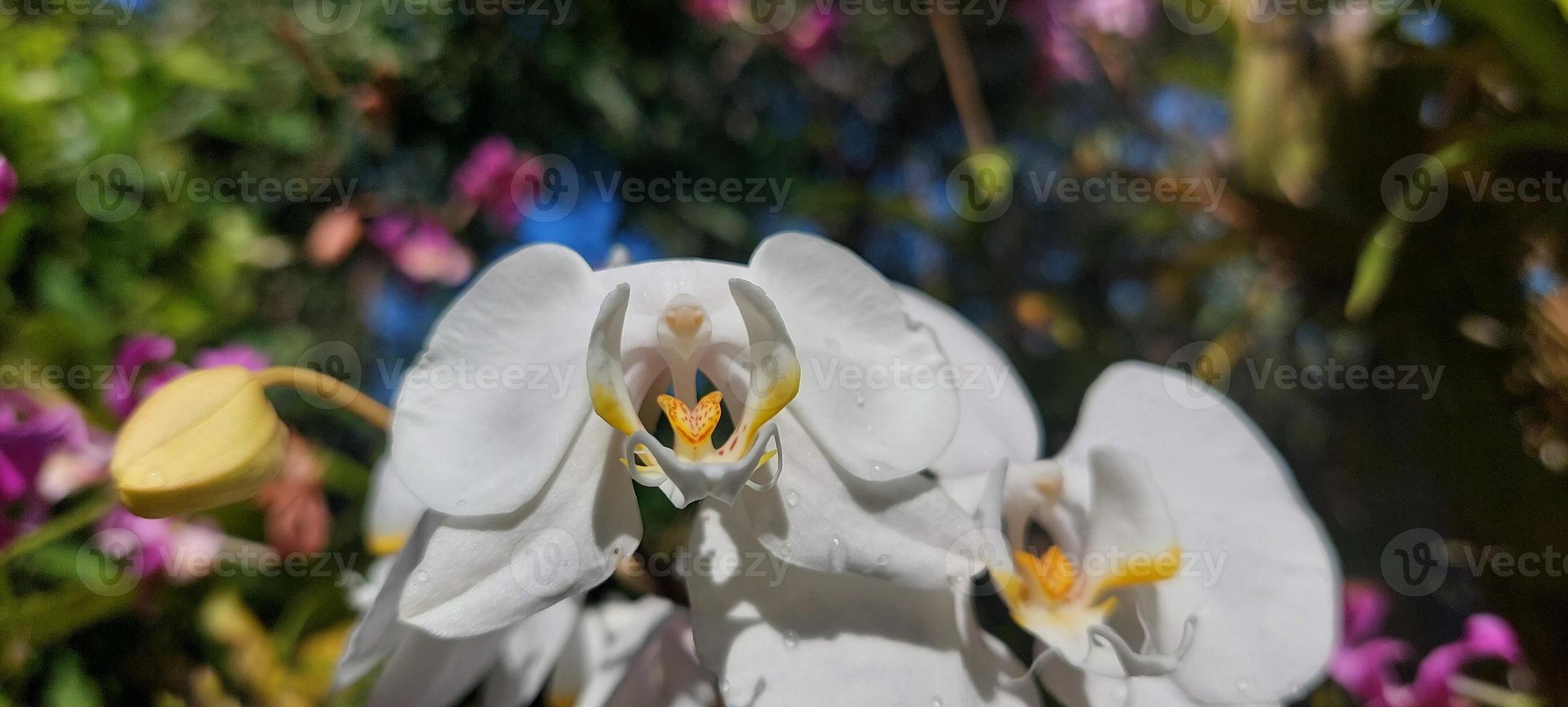 branco orquídea flor dentro casa jardim com céu fundo. foto